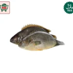 Koi Fish Clean (Climbing Perch Fish) (800g)